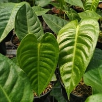 Tanaman hias tropis Anthurium Veitchii dengan daun berbentuk hati