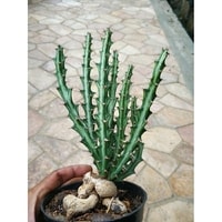Tanaman Eksotis - Euphorbia Knuthii dalam pot dengan detail daun