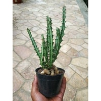 Kecantikan Alam - Close-up Euphorbia Knuthii yang memukau