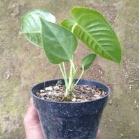 Anthurium Veitchii dengan daun hijau tua dan urat putih