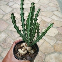 Kehijauan Interior - Euphorbia Knuthii sebagai hiasan ruangan