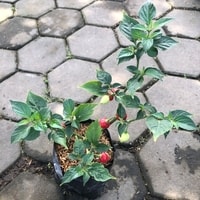 Tanaman cabe Cupetinho dengan buah merah mini