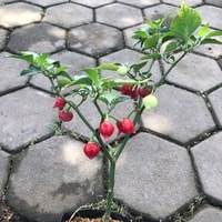 Buah cabe Cupetinho mungil dan pedas