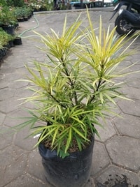 Osmoxylon lineare tumbuh subur dalam pot