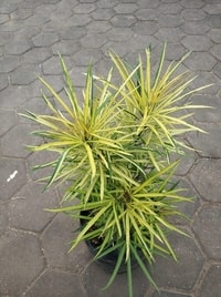 Detail daun tanaman Aralia Kuning yang unik dan menjari