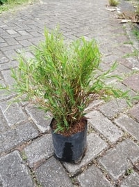 Bambu Micro dengan batang kecil dan daun rimbun