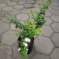 Tanaman hias Star Jasmine subur dan menjalar
