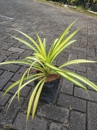 Tanaman hias Pandanus Amaryllifolius cocok untuk taman tropis