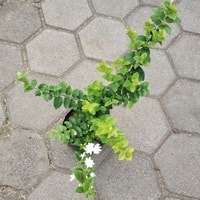 Detail bunga Star Jasmine bentuk bintang