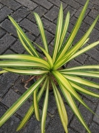 Detail daun Pandan Variegated yang panjang dan wangi