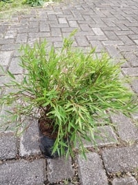 Detail daun Bambu Micro hijau cerah