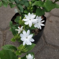 Star Jasmine merambat indah di pagar taman