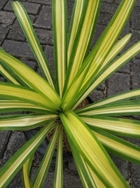 Pandanus Variegated dalam pot siap tanam