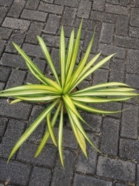 Bibit Pandanus Amaryllifolius Variegated segar dan sehat