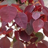 Euphorbia Cotinifolia Red tumbuh subur di taman