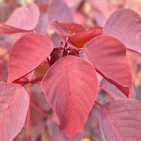 Detail daun merah dari Euphorbia Cotinifolia Red