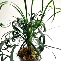 Tanaman hias mini Ophiopogon Curly cocok untuk meja