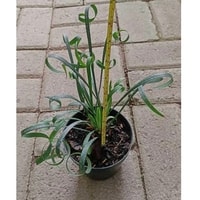 Ophiopogon Curly tumbuh subur dalam pot