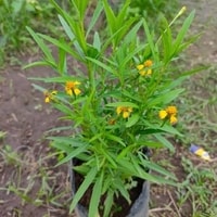 Tarragon cocok untuk tanaman dapur