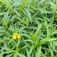Detail daun aromatik tanaman Tarragon
