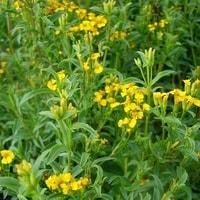 Tanaman Tarragon daun ramping dan hijau segar