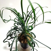 Detail daun ikal tanaman Ophiopogon Curly