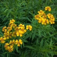 Tarragon dalam pot siap panen