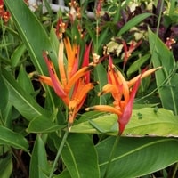 Bunga Heliconia psittacorum warna merah oranye
