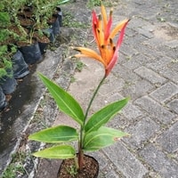 Heliconia Burung Beo sebagai hiasan taman tropis