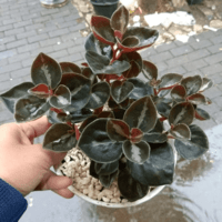 begonia coklat