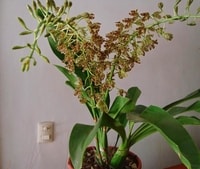 Bunga Anggrek Grammatophyllum