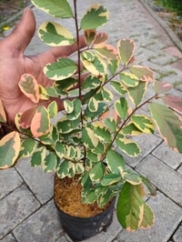 Breynia Daun Merah