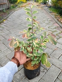 Breynia Daun Merah