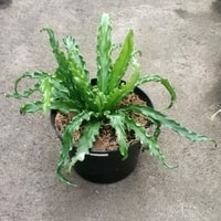 Detail daun keriting dari tanaman Kadaka Keriting, memberikan tampilan eksotis