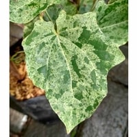 Thunbergia Variegata