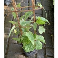 Thunbergia Variegata