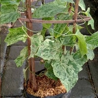 Thunbergia Variegata