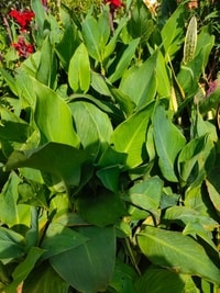 Tanaman Hias Bunga Canna