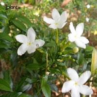 Bunga Rombusa Mini Rombusa Mini