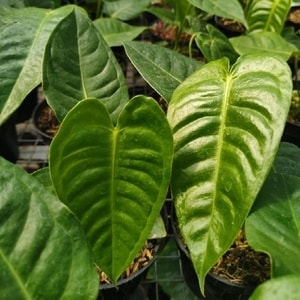 Tanaman hias tropis Anthurium Veitchii dengan daun berbentuk hati