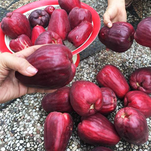 Jambu Bol Jamaika