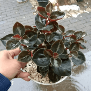 begonia coklat