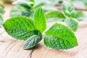Tanaman Apple Mint