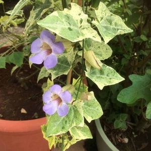 Thunbergia Variegata