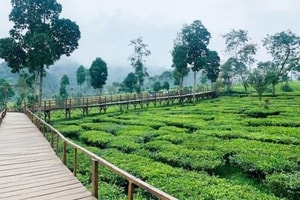 Kebun Teh Tambi