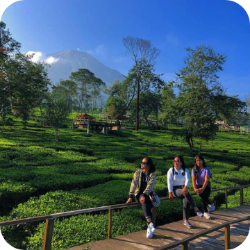 Kebun Teh Tambi