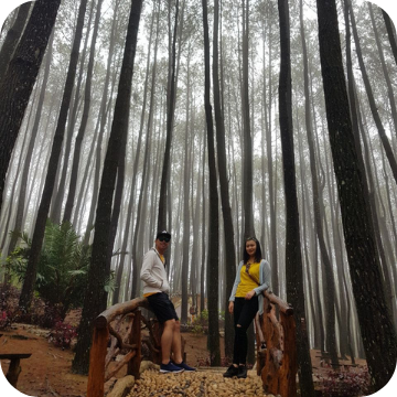 Hutan Pinus