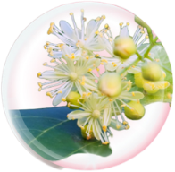 Japanese Knotweed