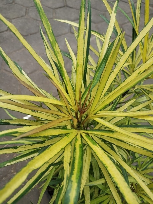 Tanaman Aralia Kuning dengan daun sempit warna cerah
