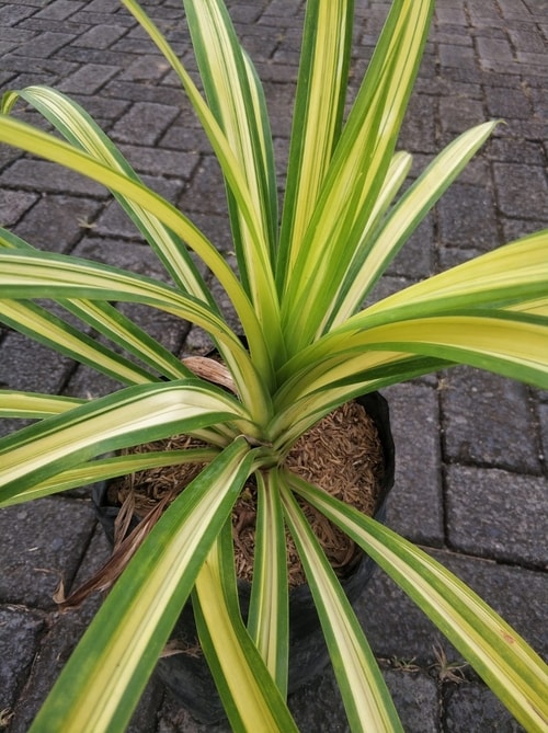 Tanaman Pandanus Amaryllifolius Variegated dengan daun belang putih hijau